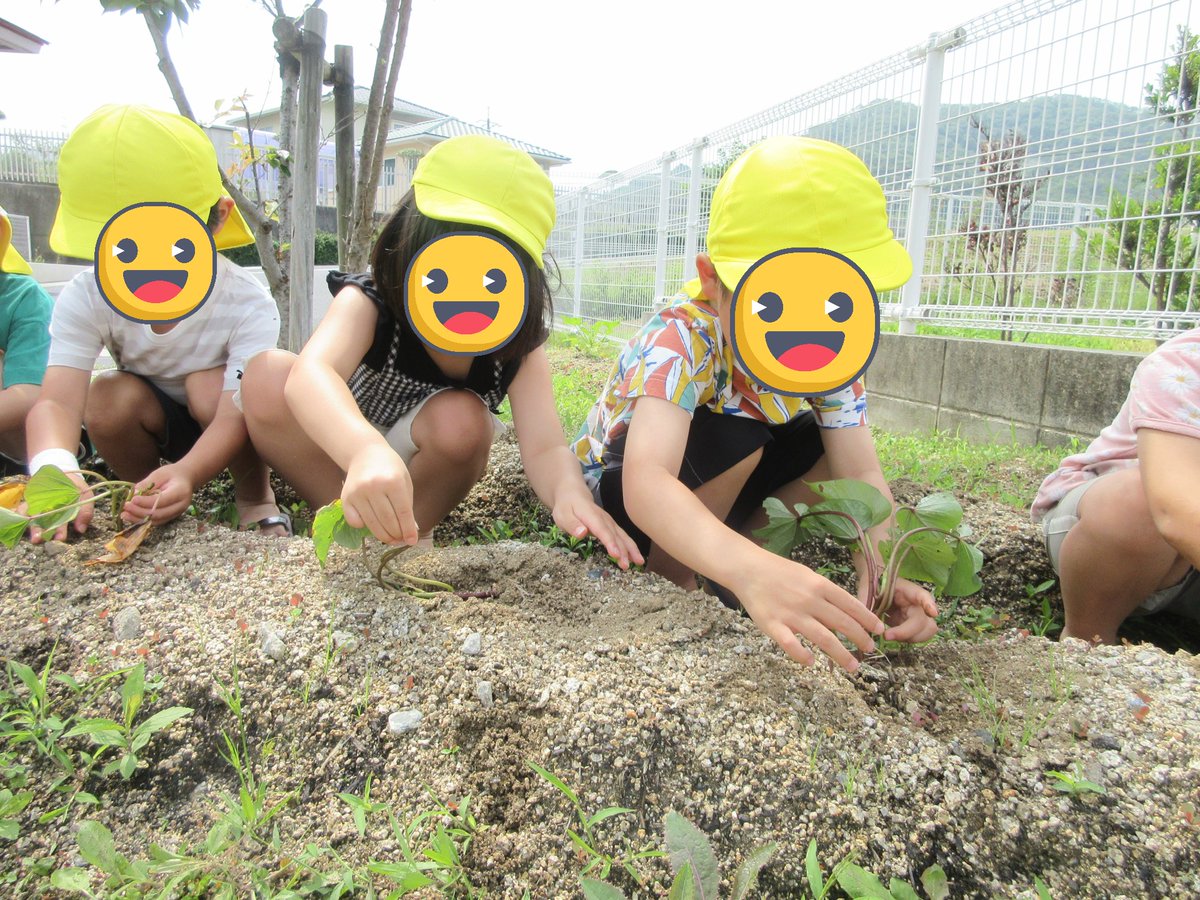 tsuchigahara_ch's tweet photo. ＃さつまいもの苗植え 玉ねぎ収穫後は、毎年、 ＃芋づる を植えています。駐車場の花壇を利用して野菜づくりしています。 #岡山千鳥福祉会 ＃槌ケ原ちどり保育園 https://t.co/V3OMi3NJ67