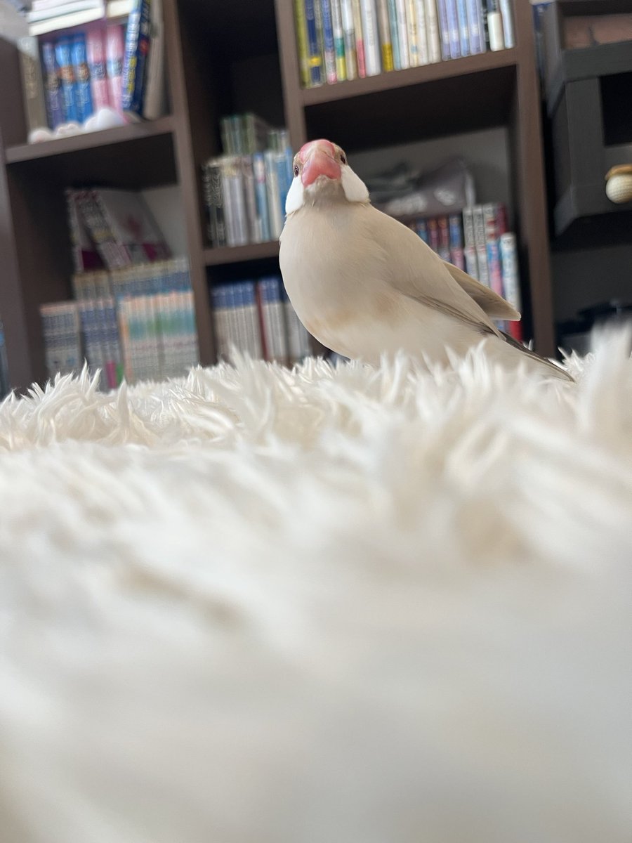 MIYAKEHISAKO's tweet photo. 末っ子うたくん6歳になりました🐦
里親さんから2020年夏生まれと聞いたので、覚えやすい七夕の日をお誕生日にしました🎋🎂
天然なおっとりさんも(かわいい)オッサンに😊
これからも健やかでいておくれ✨
#文鳥
#javasparrow
#うたくん
#七夕さん https://t.co/ClxyzdvNKl