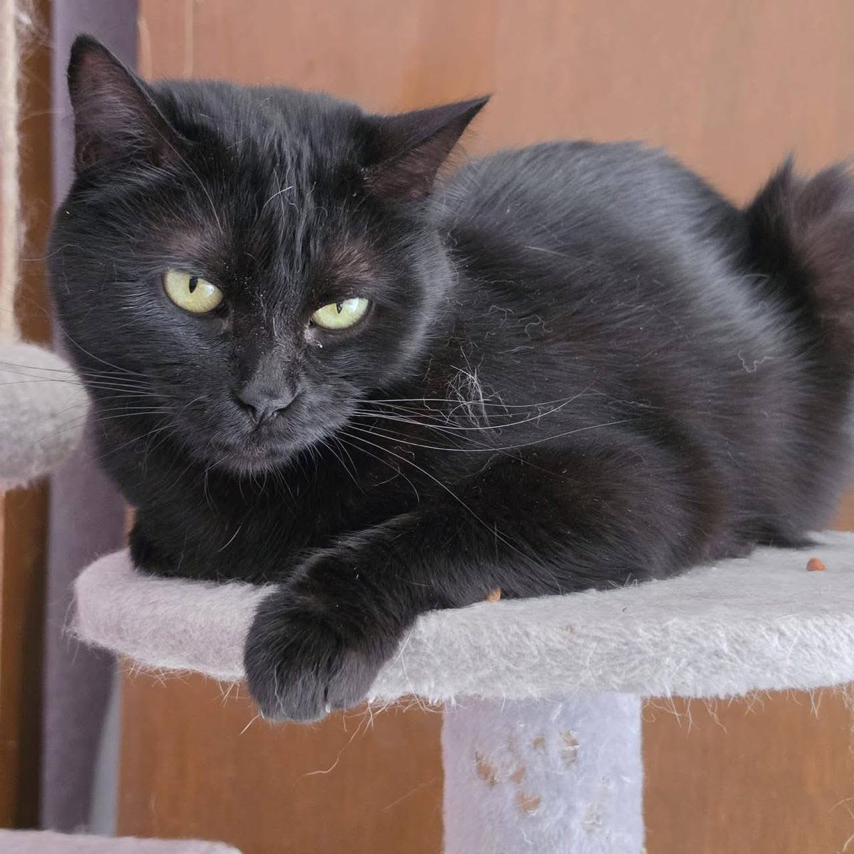 RescateAnimal's tweet photo. 🟢 ¿ME ADOPTAS?
¡Me llamo Capulín! Conoce más 👇🏻

♂️ Macho | 1 añito
✅ Desparasitado, vacunado y esterilizado
💟 Convive con gatitos
🇲🇽 Adopción en CDMX y Edomex 

☎️ Regalando esperanza 
https://t.co/7OTnVfEgjO https://t.co/xirBLQhZ9V