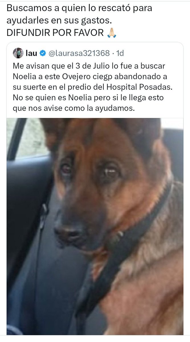 patri_carolyn's tweet photo. Recuerdan éste caso ? El perrito abandonado dentro de un predio en el Hospital Posadas ? 
Resulta que es una perrita. Fue rescatada y las noticias no son nada buenas 😢 Tiene muchos problemas de salud. En las fotos 2, 3 y 4 explican todas las complicaciones. Muchas tristeza 😢💔 https://t.co/WciRkA1Xaa