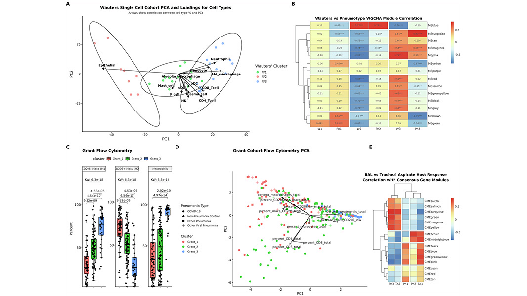 NaturePortfolio's tweet photo. A study published in Nature Communications highlights the biological diversity of severe pneumonia, uncovering distinct phenotypes that could guide personalized treatment strategies based on specific immune responses and clinical features. https://t.co/WMKa3xMsSq https://t.co/vr74xTcRsD