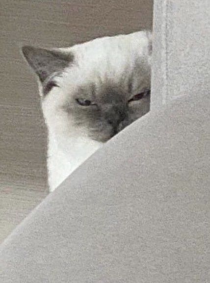 gray_wolfsanu96's tweet photo. なんてこれがいいね多いの？ (￢_￢) https://t.co/IQRYTh3dst