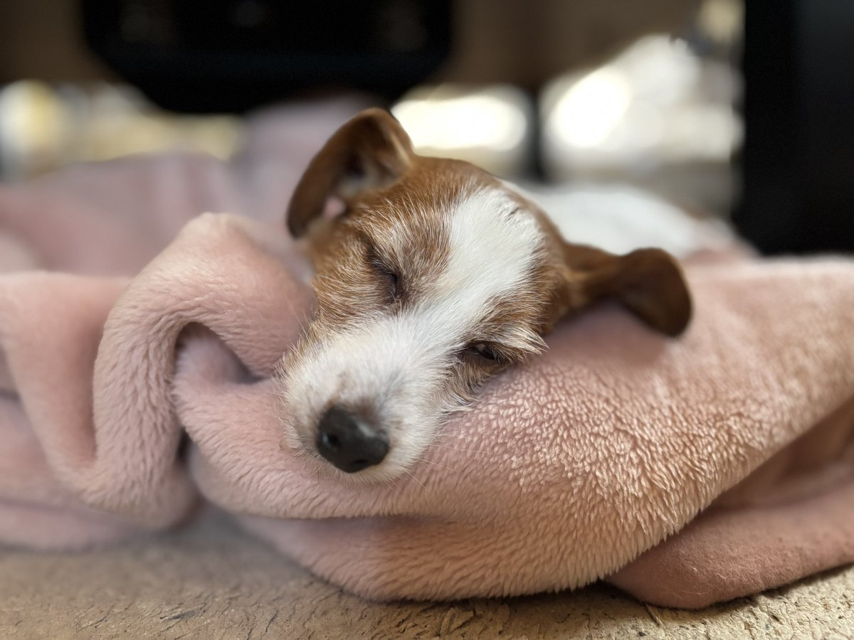 daily_jack_gon's tweet photo. 💤 https://t.co/D4Sg7Pi5bZ