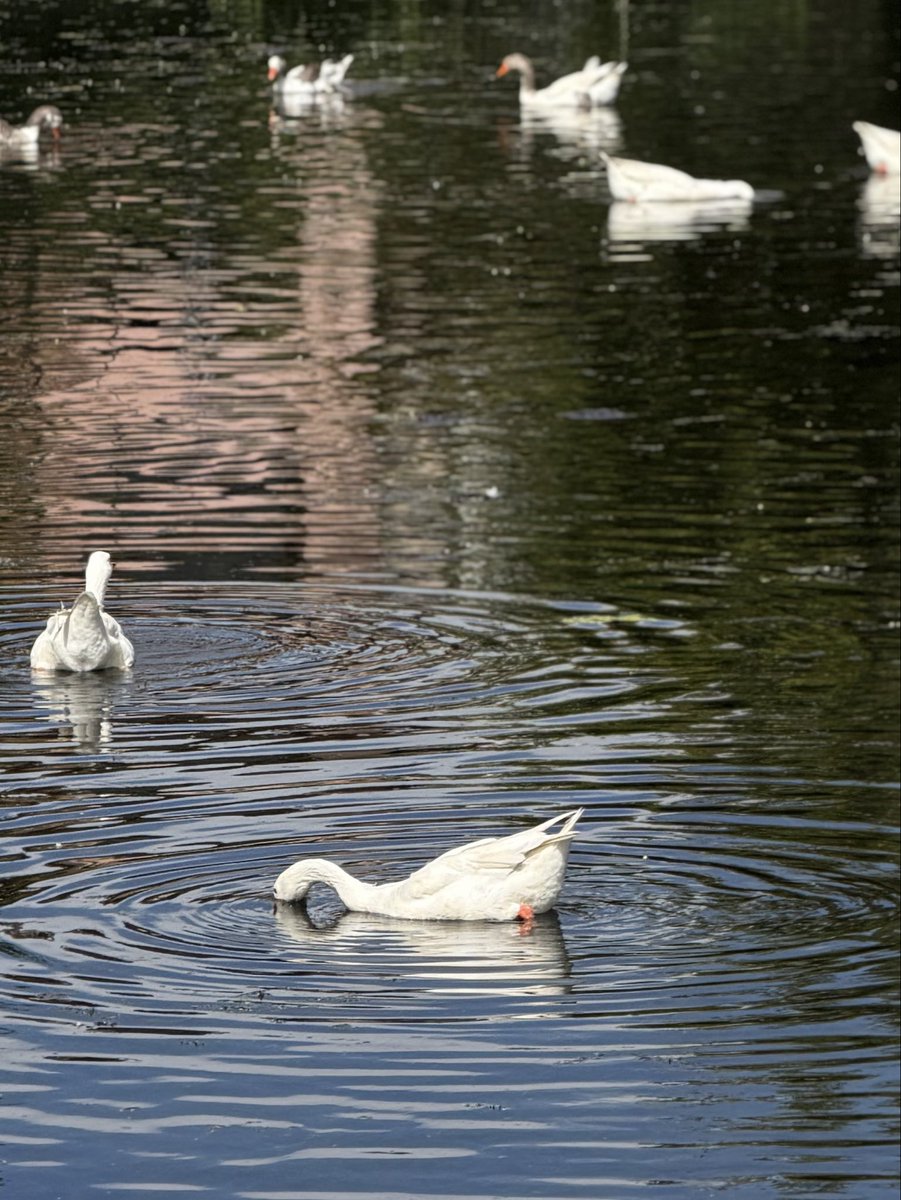 maritza_OG's tweet photo. Un pato, que va cantando alegremente 🪿 #wildlifephotography https://t.co/NU1CjYFkhT