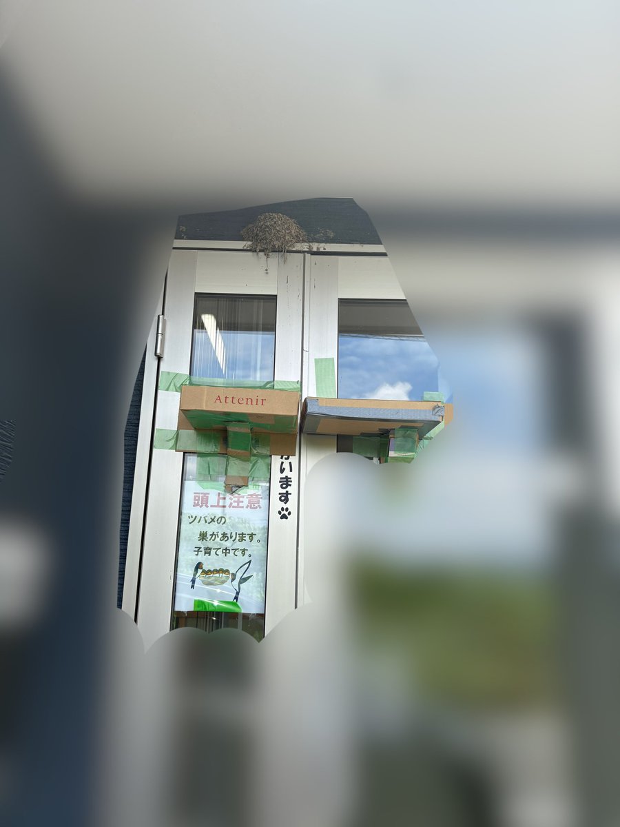 a0923u's tweet photo. 今年のつばめは育ってくれるのだろうか🫠

急いで落下防止作って設置した！

卵は5個あったけど
見た感じ４匹しかいない🥲 https://t.co/SjWNFYrepK