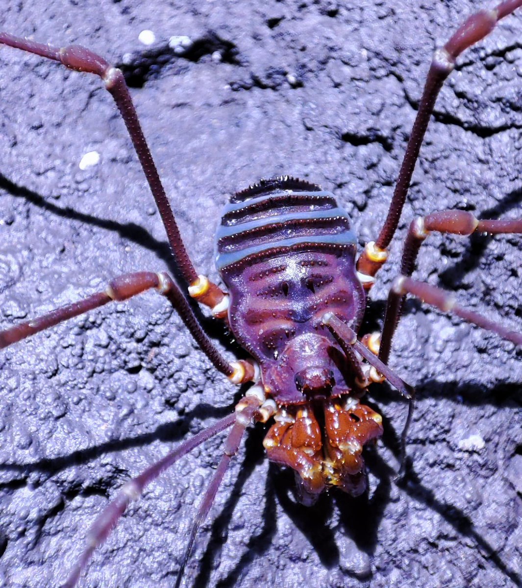 classoalcala's tweet photo. Primeros muestreos biológicos en acuíferos superficiales y ríos subterráneos a 2500 msnm acompañado de dos geólogos locales de la @UIS (M. Vargas, R. Comas), nuevo talento local 🙏. Gracias comunidad de La Granja, Sucre, Santander @inst_humboldt . Fuerza 🇻🇪 https://t.co/cu14vzaBcg