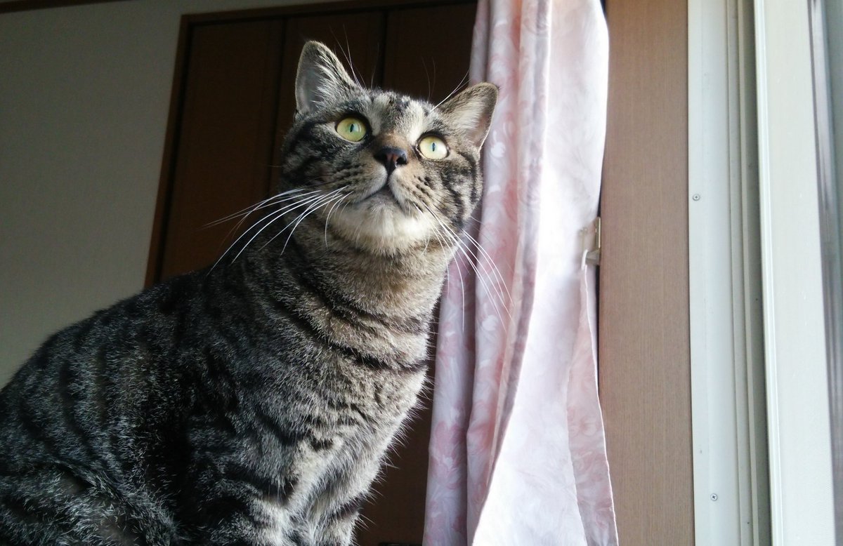 taeyang517's tweet photo. ハヌルにゃん
きょう🎋はぼくのおたんじょうび🎂でちゅよ❗
10さいになりまちたよー😺
エヘヘ、おっきくなりまちた🍀
これからもずっとよろちくでちゅよ❣️ https://t.co/5Bi3fLepBt