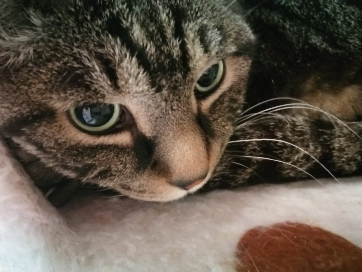 taeyang517's tweet photo. ハヌルにゃん
きょう🎋はぼくのおたんじょうび🎂でちゅよ❗
10さいになりまちたよー😺
エヘヘ、おっきくなりまちた🍀
これからもずっとよろちくでちゅよ❣️ https://t.co/5Bi3fLepBt