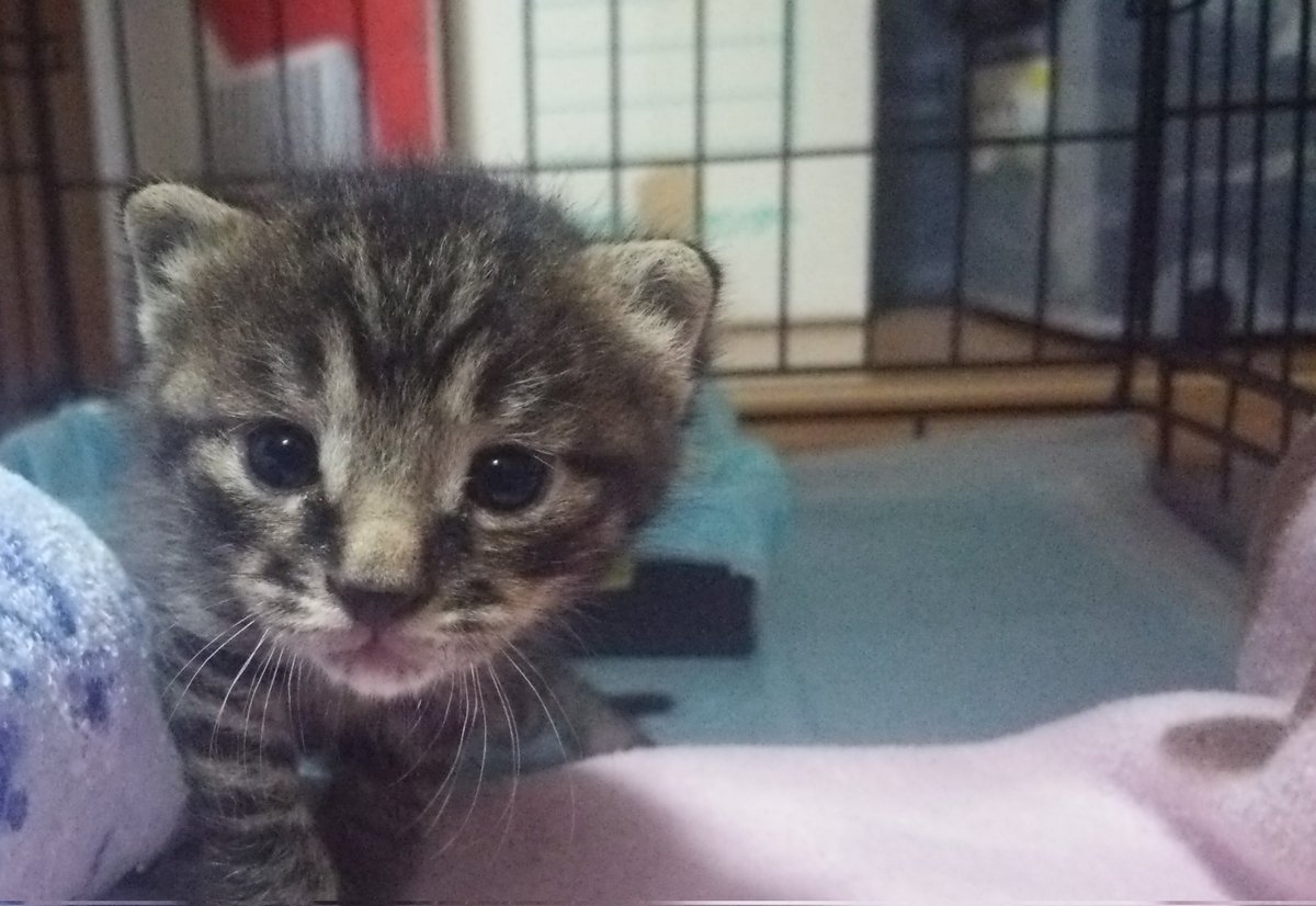 taeyang517's tweet photo. ハヌルにゃん
きょう🎋はぼくのおたんじょうび🎂でちゅよ❗
10さいになりまちたよー😺
エヘヘ、おっきくなりまちた🍀
これからもずっとよろちくでちゅよ❣️ https://t.co/5Bi3fLepBt