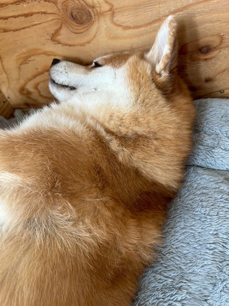 fuku227roku616's tweet photo. 犬あるある

「寝てると思ったら起きてる」 https://t.co/os54HZSR64