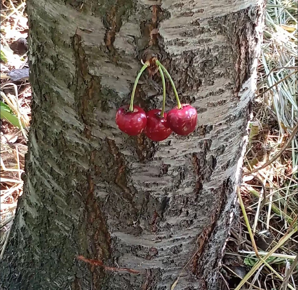 bayrakmedya's tweet photo. Antalya'da bir çiftçi, kiraz ağacı'ndaki anormalliği görünce; bu güzel anları kaydı aldı. 

"Bu sene bolluk senesi, Rabb'ime binlerce kez şükür olsun. Kendimi bildim bileli kiraz yetiştiririz, ilk defa böyle bir döneme denk geliyorum." https://t.co/ZS6E69sLLZ