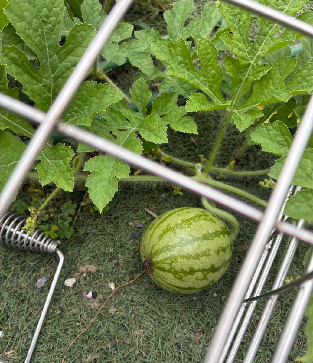 pis2_t's tweet photo. 人工授粉成功🍉かわいい https://t.co/QsIBOBHwnT