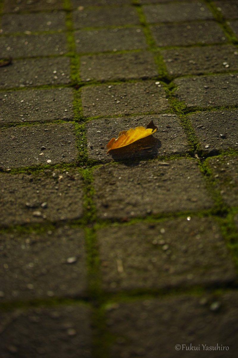 YasuhiroFukui2's tweet photo. 散歩
SIGMA dp3 merrill
#dp3m
#foveon
#SIGMA https://t.co/6lpqwq8BmQ