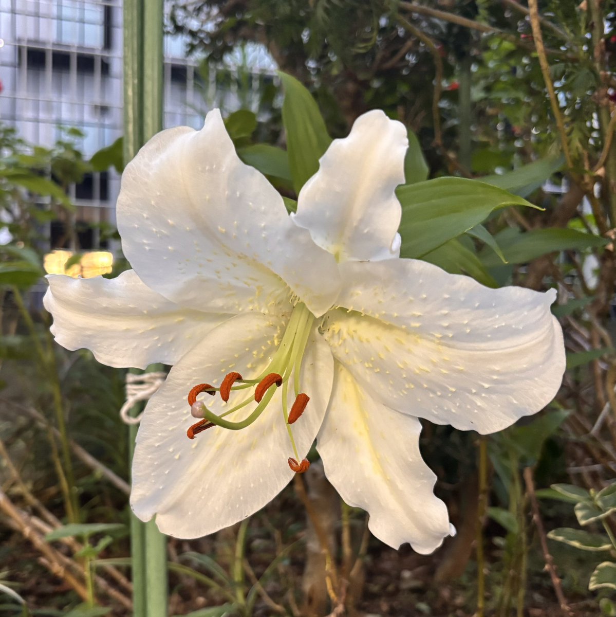 syivia___'s tweet photo. 昨日家帰ったら敷地内の花壇に大きな百合の花が咲いてた✨これから夏になったら背の高いひまわりの花も咲く🌻 https://t.co/OYSO0jSpxD