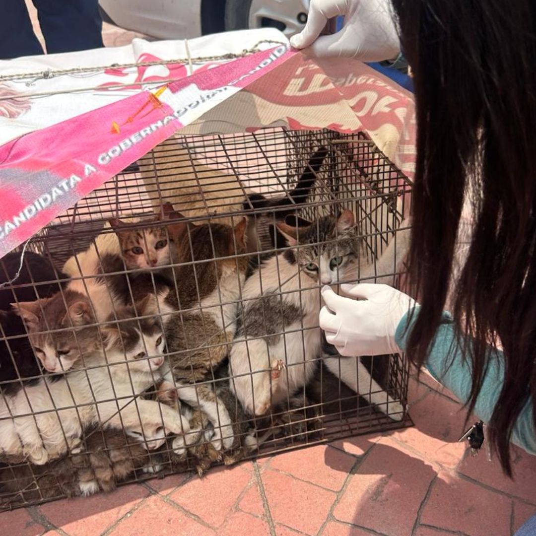 BienAnimalEdMex's tweet photo. En #Temamatla, en la Delegación #SantiagoZula se realizó una visita de verificación e inspección.
-17 felinos 🐱 y 11 caninos 🐶
-Casos severos de desnutrición.
-Falta de medicina preventiva.
La Fiscalía determinó el retiro inmediato y resguardo para que reciban atención médica🩺 https://t.co/cbwwKosCG7