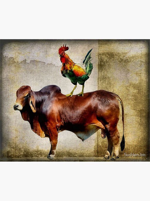 abaggyboy's tweet photo. @ellencarmichael Cock and bull story https://t.co/YGmGDszZ6W