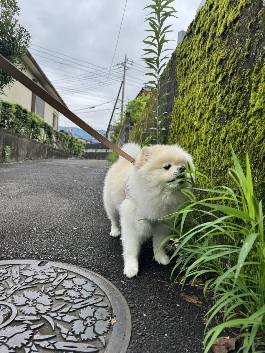りん（ポメラニアン） (@LStnd38qA2pBwap) / Posts / X