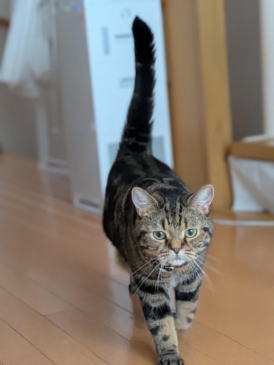 YG_KAT_CAT's tweet photo. 床にくっついてるネズミ🐭のおもちゃを剥がし、1階に落として自慢気に来られました🤭

#猫好きさんと繋がりがたい 
#ねこかわいいね https://t.co/Vv4qwNd9O1