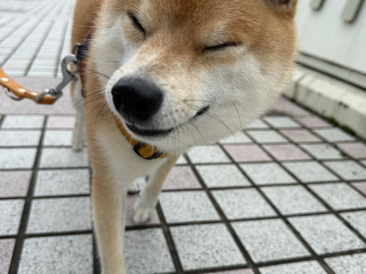 mamegong's tweet photo. おは https://t.co/X45Oa0zPhT