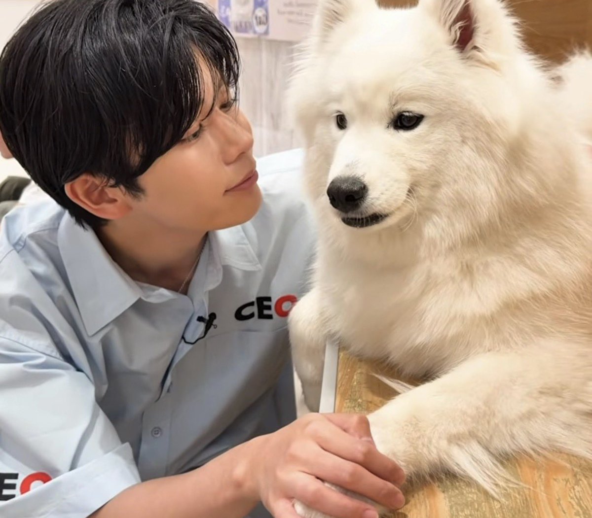 OOdeattari_ng's tweet photo. サモエドを見つめる顔、やばー…………と思って半分意識を失っていたところで右手をサモエドの前足の上に重ねていることに気がつき、さらに親指で撫でていることにも気がつき意識を失うなど

https://t.co/iXWTD53C25 https://t.co/nN2H7QgtS3
