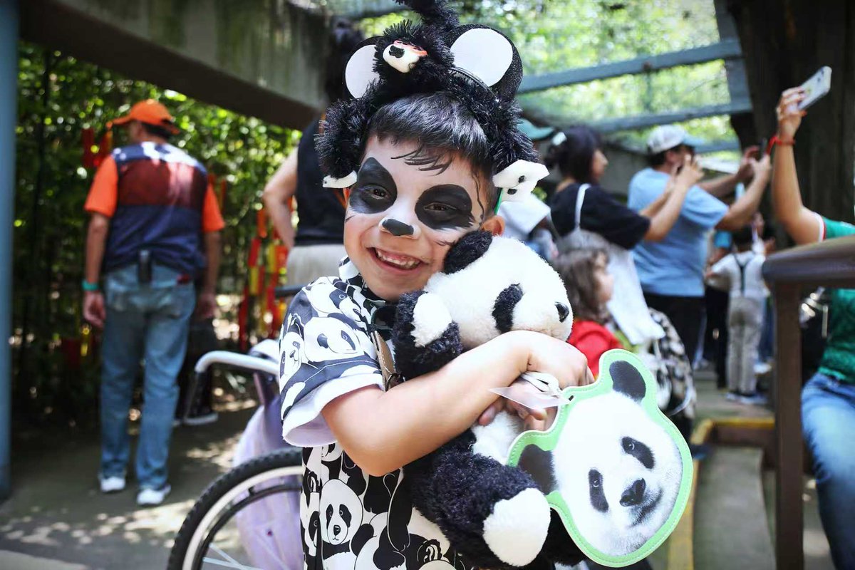 EmbChinaMex's tweet photo. ¡Feliz cumpleaños🎂, querida Xin Xin! 🐼🎉

Celebramos los 36 años de Xin Xin y el Aniversario 103 del Centro de Conservación de Vida Silvestre Chapultepec en el Zoológico de Chapultepec. 

Con su carisma, Xin Xin ha conquistado el corazón de generaciones de mexicanos y se ha convertido en un símbolo de la amistad entre China y México. 🇨🇳❤️🇲🇽

Que este nuevo año de vida esté lleno de salud, tranquilidad y muchos momentos felices. Que sigas llenando de alegría al mundo con tu incomparable encanto. 🐾🎋 @SEDEMA_CDMX 

#XinXin #ChapultepecZoo #panda #AmistadChinaMéxico