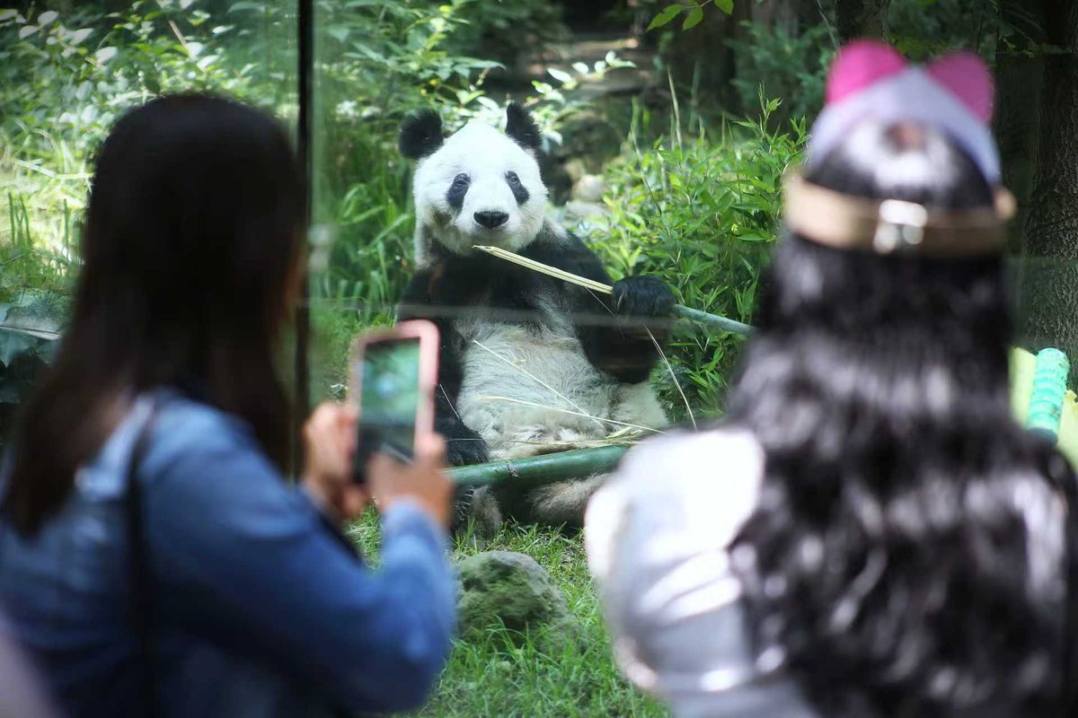 EmbChinaMex's tweet photo. ¡Feliz cumpleaños🎂, querida Xin Xin! 🐼🎉

Celebramos los 36 años de Xin Xin y el Aniversario 103 del Centro de Conservación de Vida Silvestre Chapultepec en el Zoológico de Chapultepec. 

Con su carisma, Xin Xin ha conquistado el corazón de generaciones de mexicanos y se ha convertido en un símbolo de la amistad entre China y México. 🇨🇳❤️🇲🇽

Que este nuevo año de vida esté lleno de salud, tranquilidad y muchos momentos felices. Que sigas llenando de alegría al mundo con tu incomparable encanto. 🐾🎋 @SEDEMA_CDMX 

#XinXin #ChapultepecZoo #panda #AmistadChinaMéxico