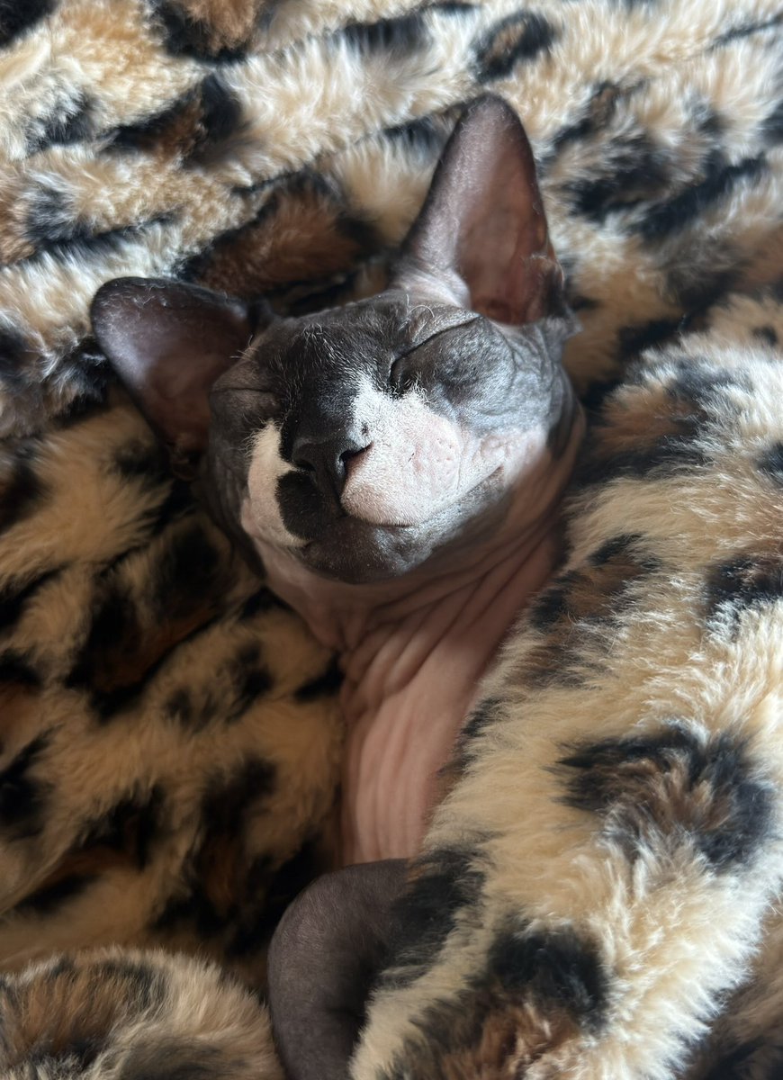 Ranboosaysstuff's tweet photo. Sometimes I look at my cat and realize that he’s living the best life he possibly could be https://t.co/uXyDkkFmrw