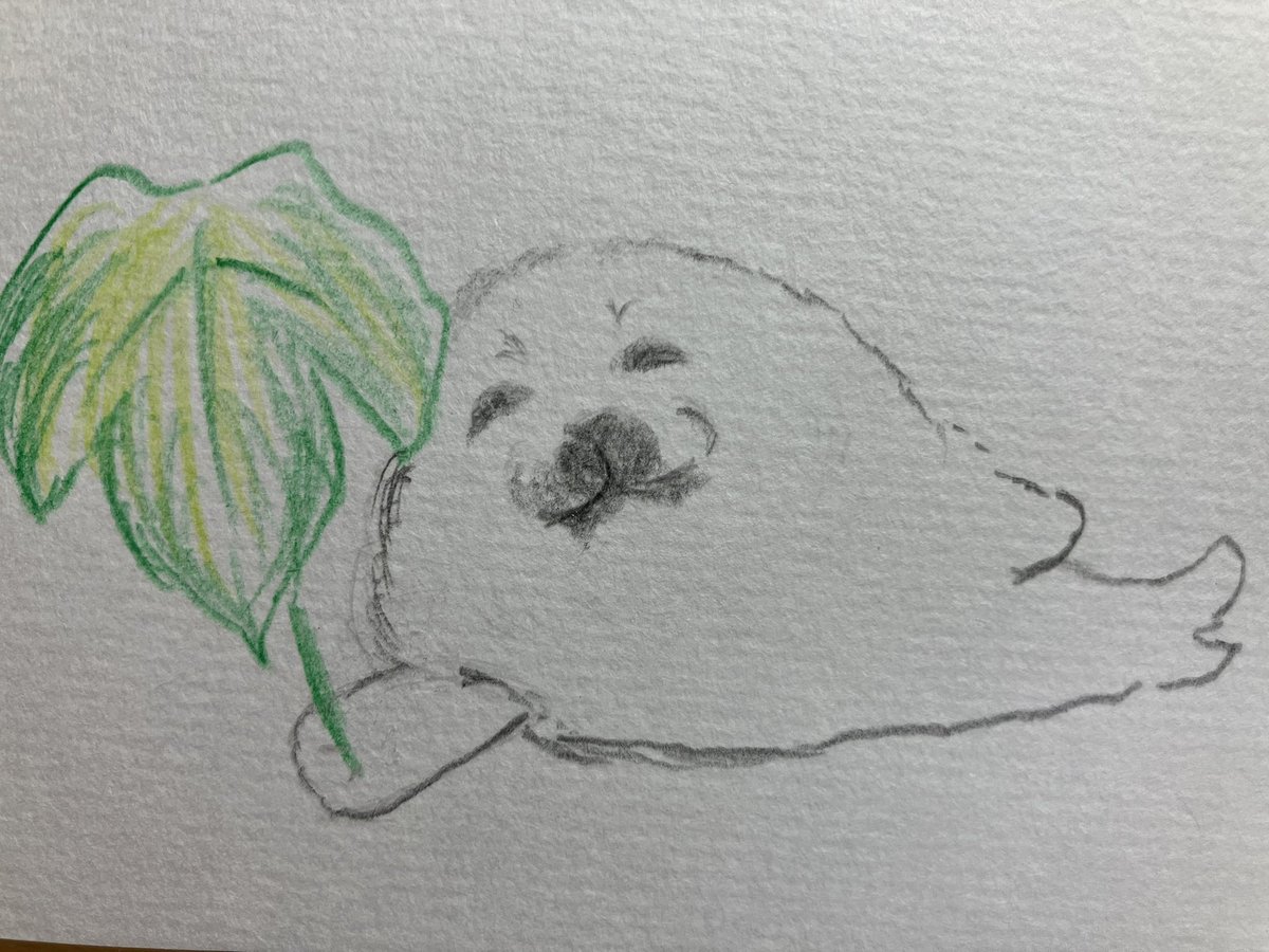blackframed_a's tweet photo. おばあちゃん、喜んでくれるかなぁ～🎨🦭 https://t.co/UpxYvSKDXN