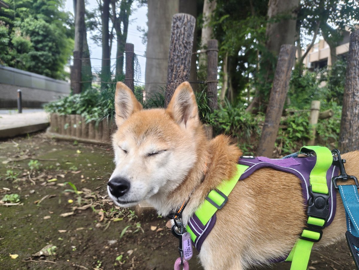 elephankt's tweet photo. 目つぶり🐾 https://t.co/ijlBOhW7m3