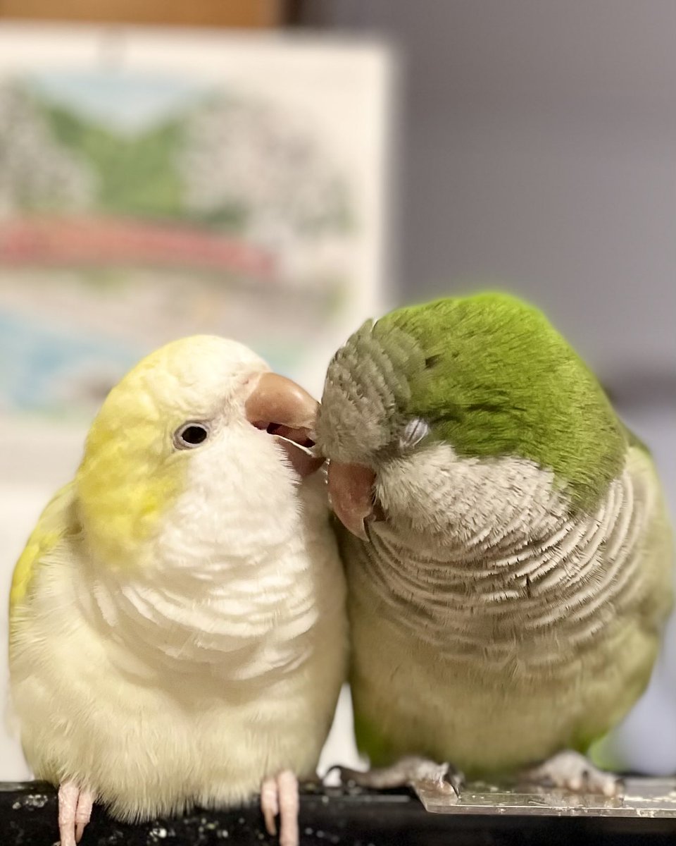 yukkosak's tweet photo. カキカキ😊
オキナインコ
quaker parakeet https://t.co/ARwEklz8jd