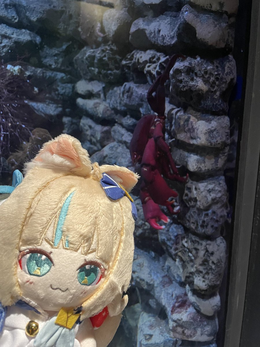 MMarco0620's tweet photo. Saba meet Kaniki 🩵 https://t.co/ZNgGEz21wh