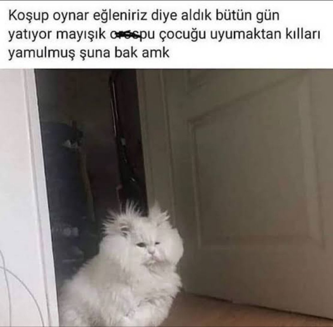 cegbeyy's tweet photo. hayat şu şekil üstüme geliyo https://t.co/kfQL3iQLNB