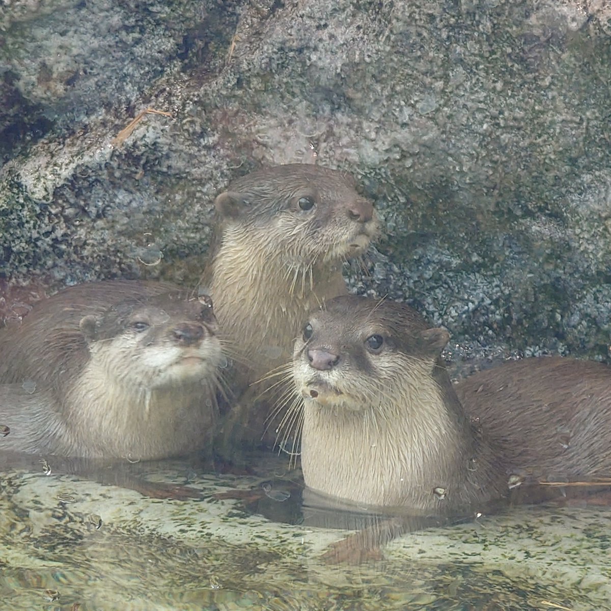 久しぶりのサンシャイン水族館🪼🐧でした🎶
