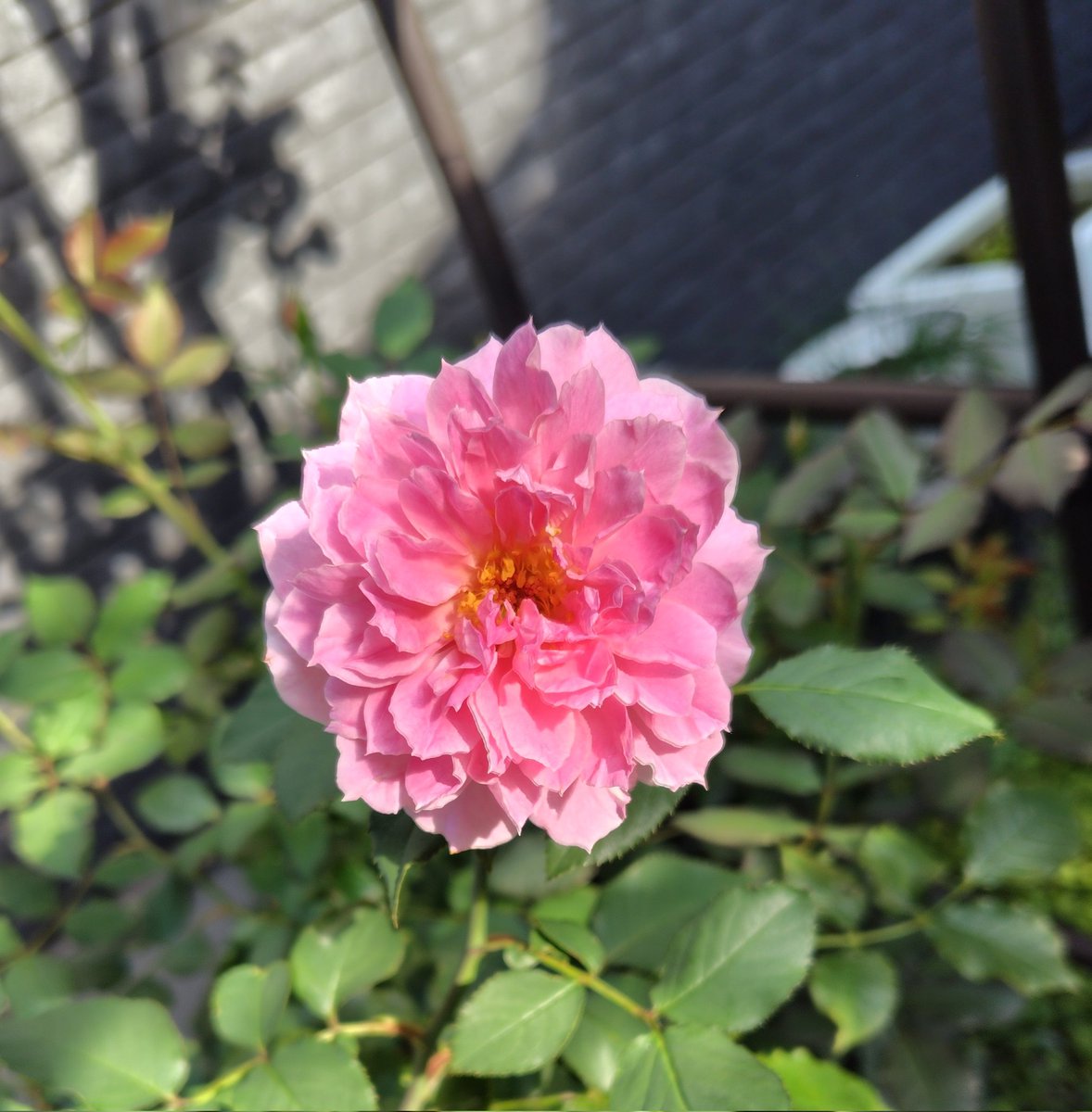 tottoko11040's tweet photo. おはようございます😊
7月7日　火曜日☀
晴れて暑くなりそうです
今朝の庭風景…
久しぶりにゼラニウム㊨が咲きました🙌
今日も　水分補給してぼちぼち進めていきましょう🥤☺️ https://t.co/feBLuuDtHG