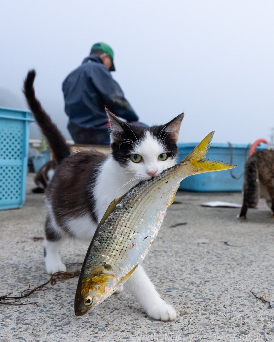 猫写真家 沖 昌之 (MASAYUKI OKI) tweet media