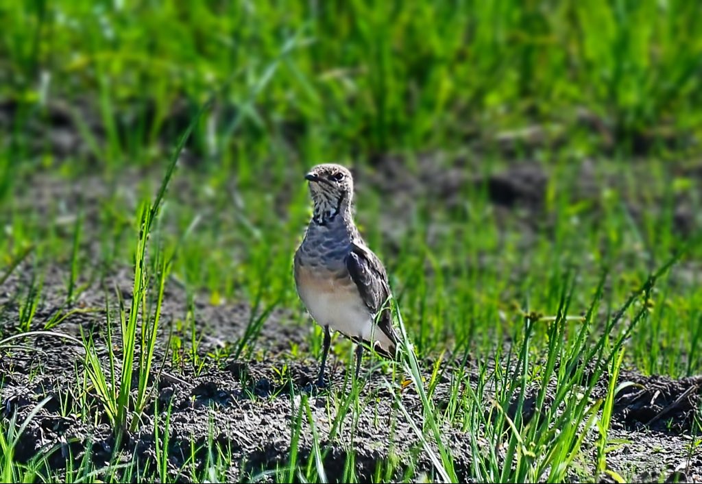 ChenTienjing's tweet photo. #燕鴴
#photography #pictureoftheday #picture #birds #birdphotography #nature #mothernature #animals #animalkingdom #naturephotography https://t.co/Ntf9isUTd1