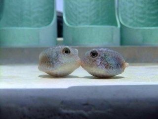 equine__dentist's tweet photo. me and my pufferfish wife if we were kissing and in love https://t.co/fBSCfr31Mn