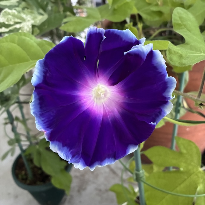 tolle_et_lege's tweet photo. 今朝の朝顔 https://t.co/VE4Woxqbo1