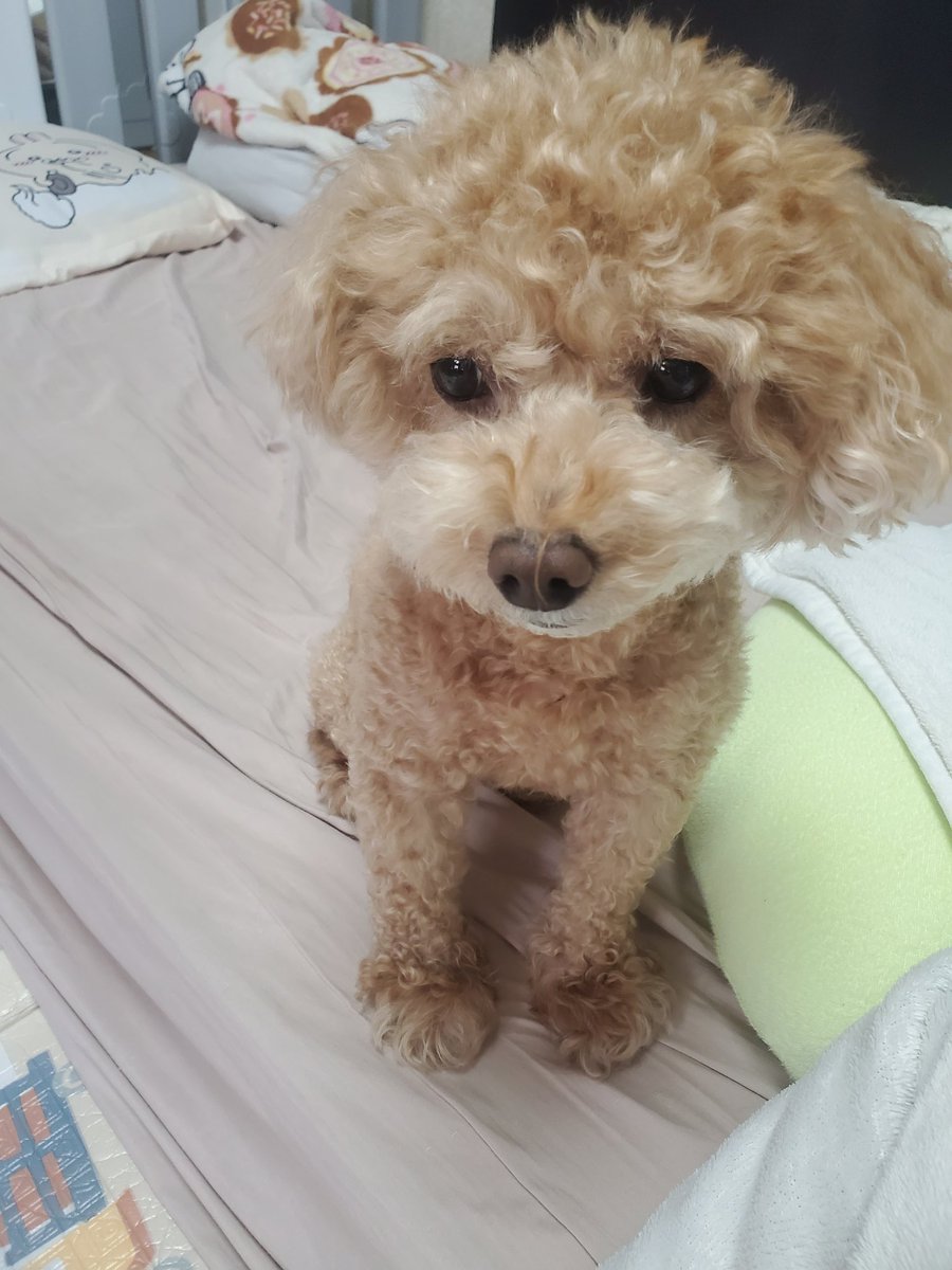 kuunosuke17's tweet photo. おはようございます🐶 https://t.co/B9T26iCtFw