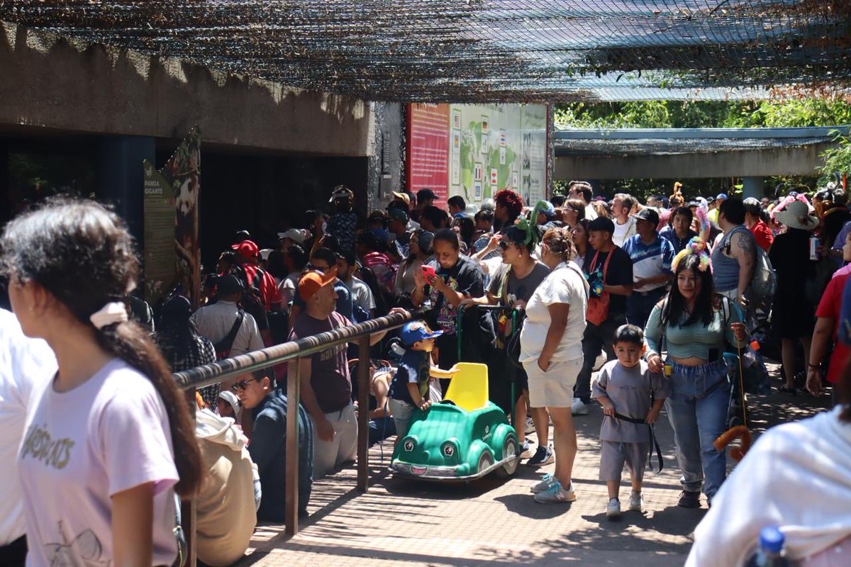 SEDEMA_CDMX's tweet photo. Hoy celebramos 103 años de historia, compromiso y trabajo en favor de la vida silvestre.

Desde 1923, el Centro de Conservación de la Vida Silvestre Chapultepec ha sido un referente mundial en la protección de la biodiversidad, contribuyendo a la conservación y recuperación de especies emblemáticas como el lobo mexicano, el cóndor de California, el ajolote y el panda gigante.

¡Felicidades al Centro de Conservación de la Vida Silvestre Chapultepec por seguir inspirando acciones para proteger nuestro patrimonio natural!