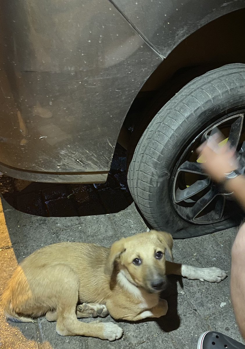 idealistkoyunn's tweet photo. Gecenin saat 2’sinde akan trafiğin ortasında görerek oradan uzaklaştırmak için durduğumuz bu kahraman köpke sayesinde patlak lastiğin üzerinde gittiğimizi fark ettik. Bu yüzden mahzun göründüğüne bakmayın o bir kahraman😎🫶 https://t.co/tQECxWdgI1