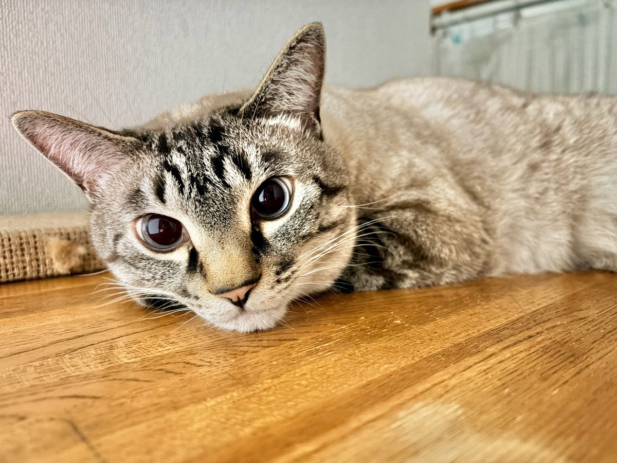 そら🐾 (@_sora0613_) / Posts / X