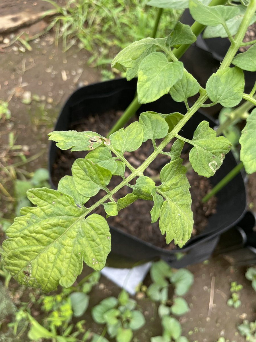 sl_tmk's tweet photo. 家庭菜園

出勤前にチョロっとチェック

ミニトマト第二果房が良い色だったので収穫

プランターのミニトマトとピーマンは肥料不足？なのか、葉の色が薄く黄色ぽくなってる。

前回追肥から1か月なのでそろそろあげなければ。
2、3日雨降らないで欲しいな
#家庭菜園 https://t.co/BKoYUX2YQg