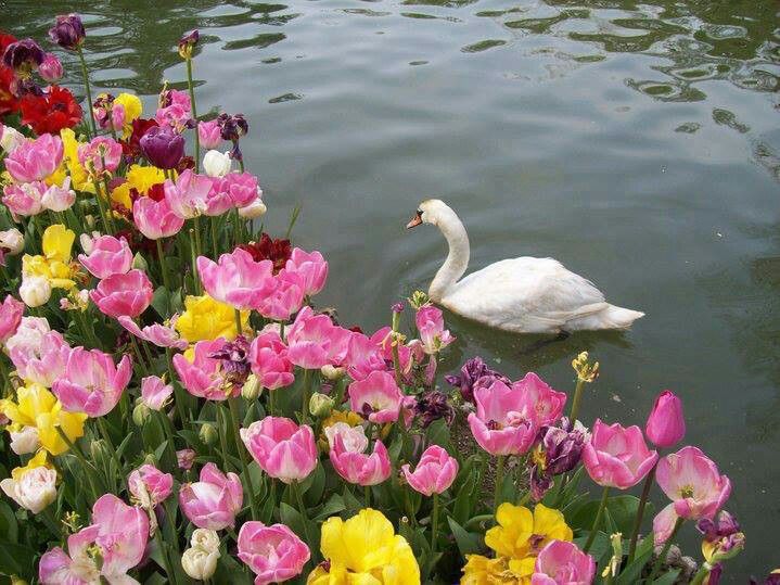 greenvibe's tweet photo. Where flowers bloom, the soul remembers how to be still. https://t.co/0vYgEoi47r