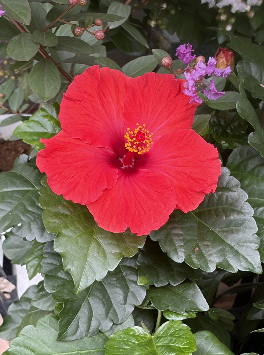 yuki_champ's tweet photo. おはようございます。
本日のお花
ハイビスカス https://t.co/3CpKExlPBJ