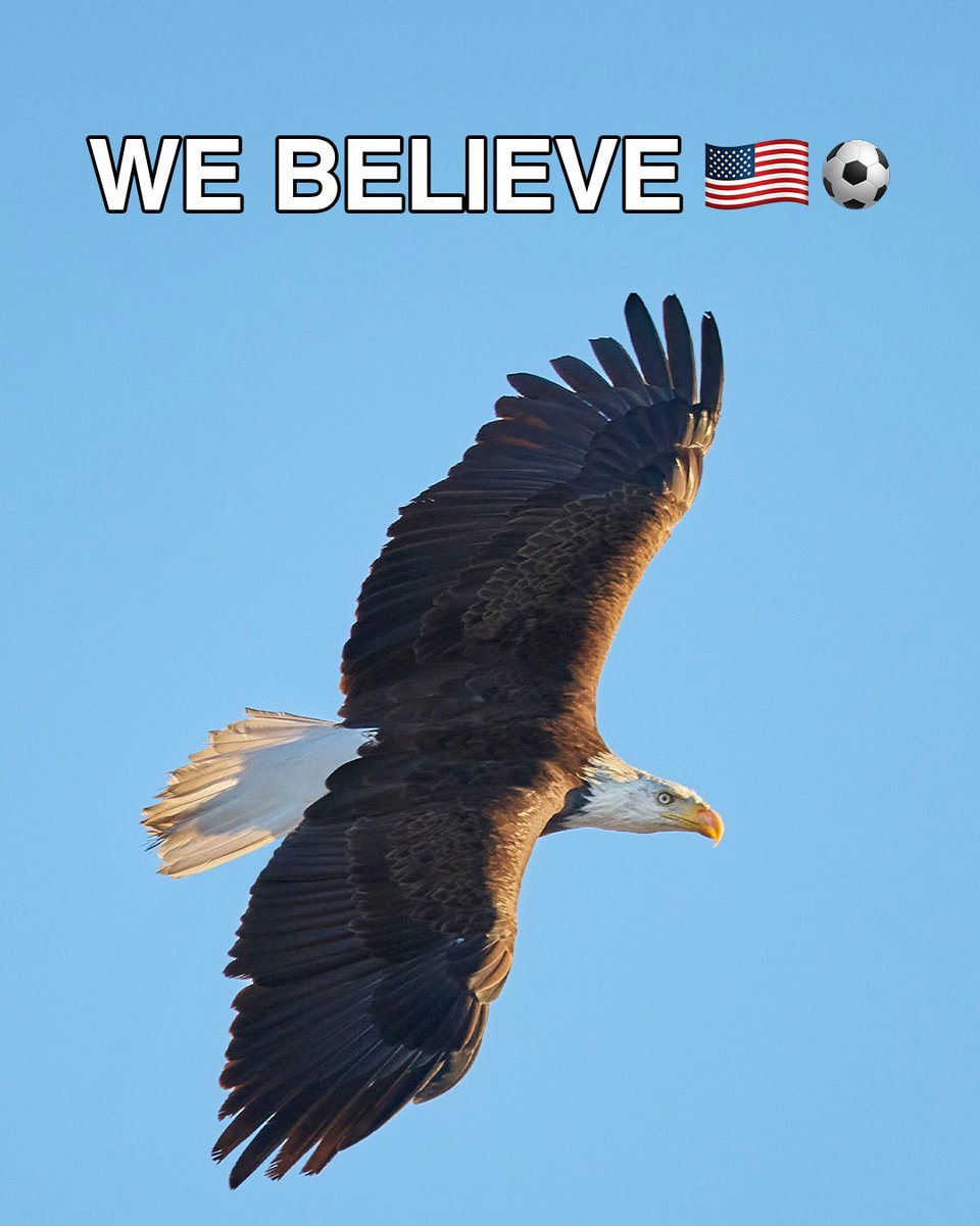 budweiserusa's tweet photo. RT if you believe ⚽️ https://t.co/j38QXgHtt9