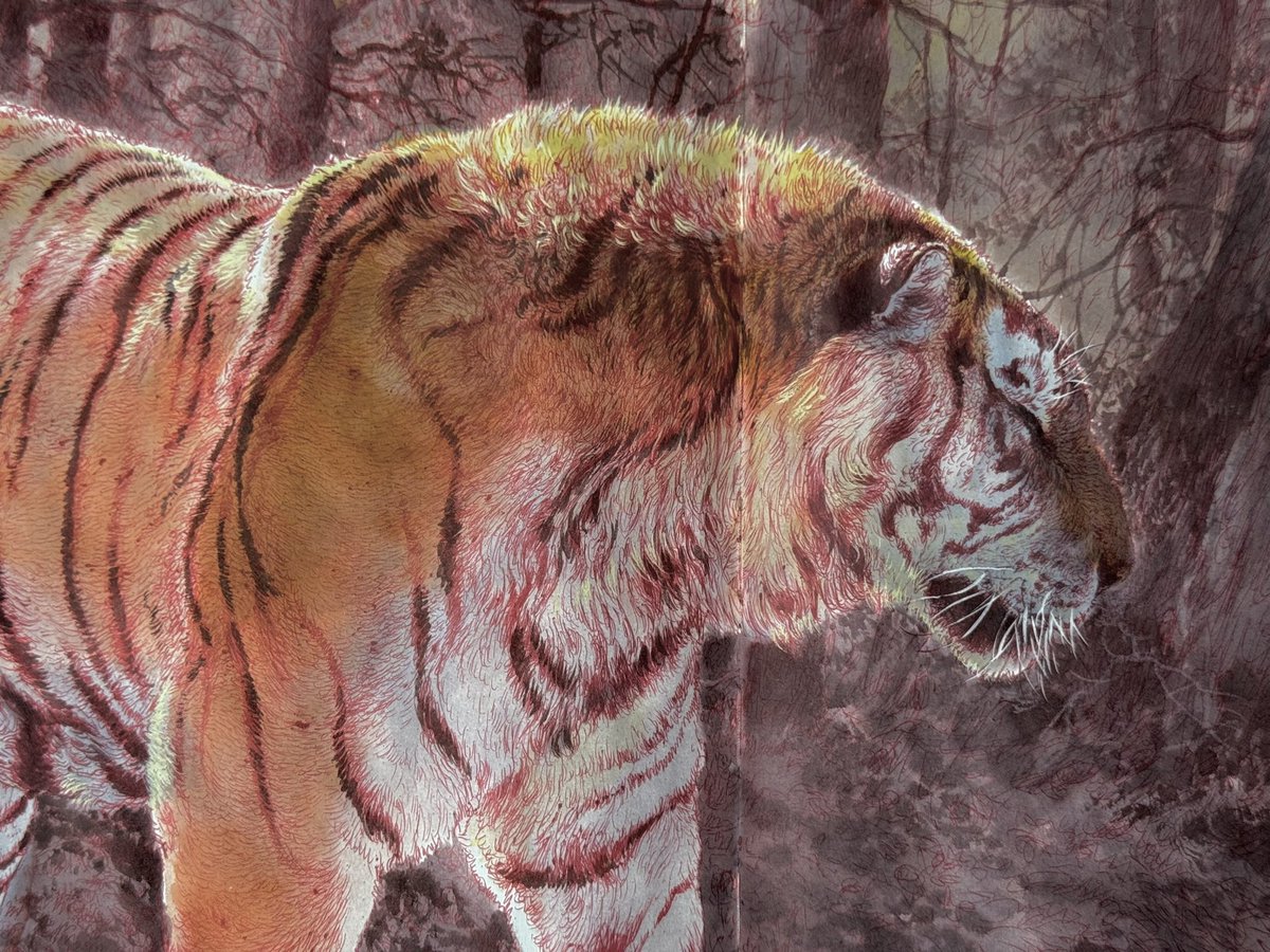 monkey_east's tweet photo. Tigers 01 https://t.co/OrQ2u8gRe1