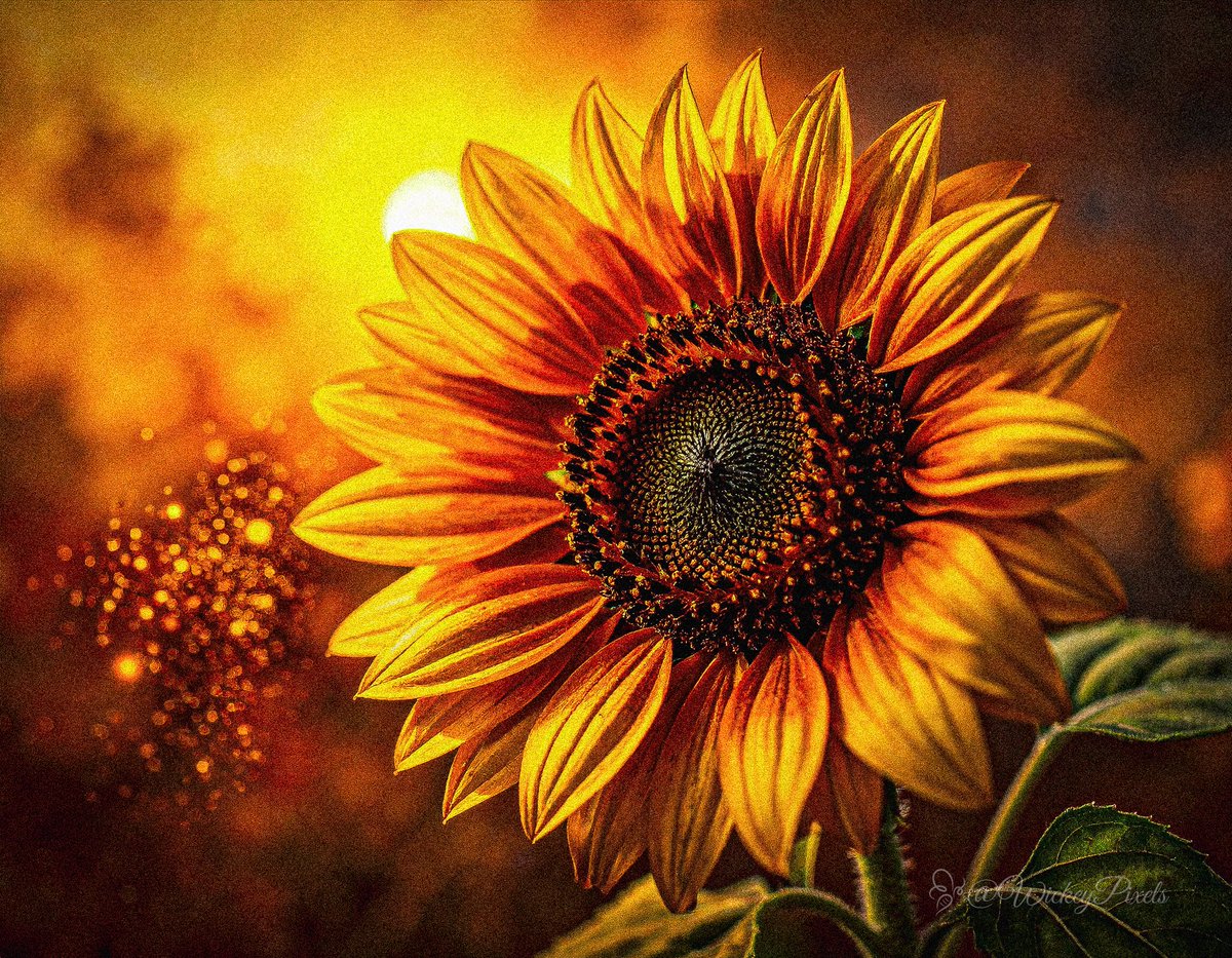 WickeyPixels's tweet photo. The Pollinator's Glow. Bathed in golden light, nature’s perfect spiral shines. 🌻✨

#Sunflower #GoldenHour #FloralArt #AIart️️️️️️️️️️️️️️️️️️️️️️️️️️️️️️️️️️️️️️️️️️️️️️️️️️️ https://t.co/ChfRSIjGAd