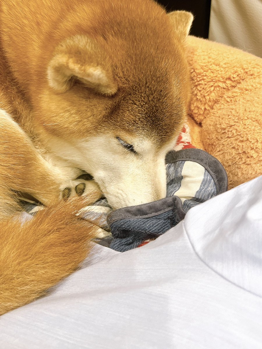 noelle0823's tweet photo. 今日のノエルちゃん。
2026年7月７日

仕事いってきます！に、無視寝。
というか嘘寝。かわい☺️

#柴犬 #shibainu https://t.co/3wyl4HDcKs
