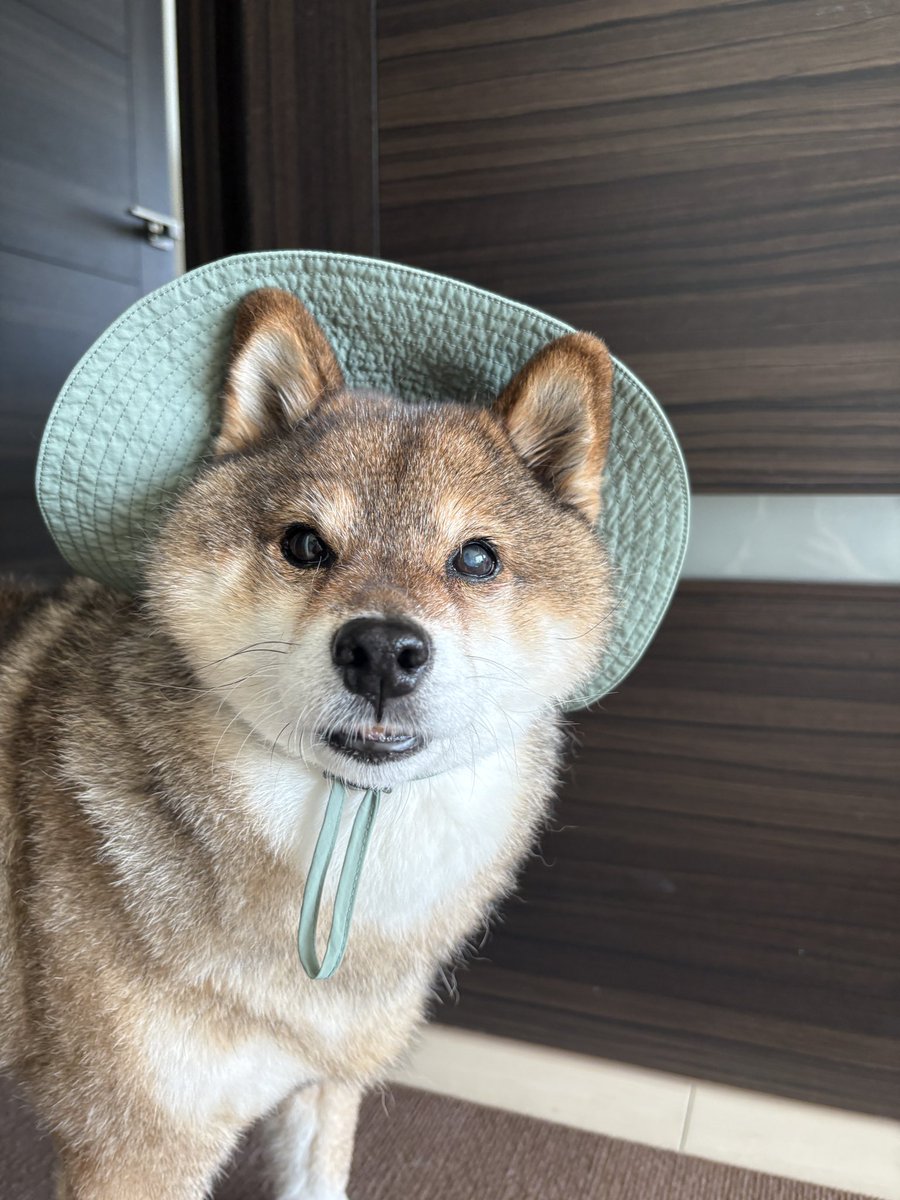 おとーぽん💦 / あずはな (@shibainu_hanazu) / Posts / X